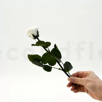 Konservierte Rose mit 30 cm Stiel Wei&szlig; (x25)
