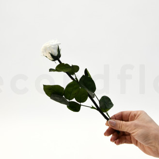 Roses on stem jumbled 30cm Preserved - 25 Units - White