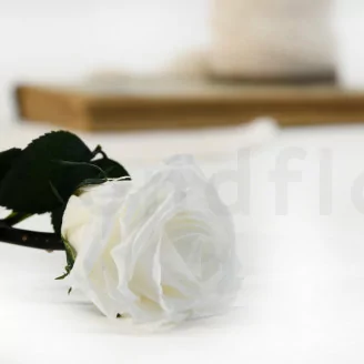 Rose stabilis&eacute;e sur tige 30 cm Blanc (x25)