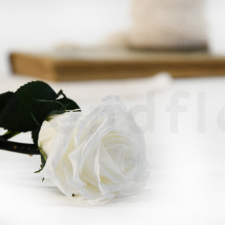 Roses on stem jumbled 30cm Preserved - 25 Units - White