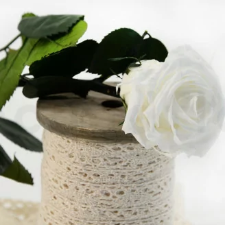 Rosa preservada con tallo 30 cm Blanco (x25)