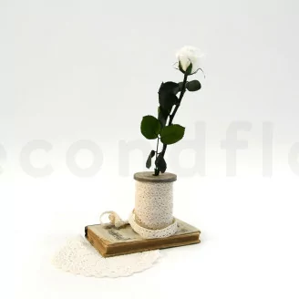 Konservierte Rose mit 30 cm Stiel Wei&szlig; (x25)