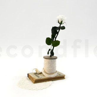 Rosa con Tallo preservada Granel 30cm - 25 Unidades - Blanco