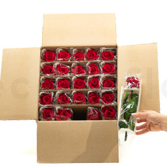 Rose mit St&auml;ngel Bulk 30 cm Konserviert - 25 St&uuml;ck - Rot