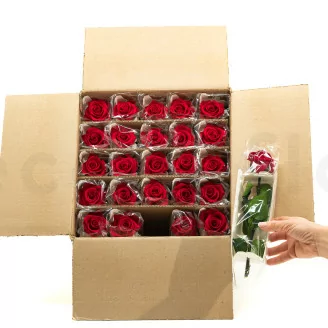 Rose mit St&auml;ngel Bulk 30 cm Konserviert - 25 St&uuml;ck - Rot