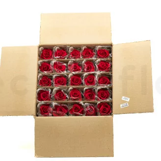 Preserved Rose on stem 30 cm Red (x25)