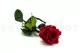 Rose stabilis&eacute;e sur tige 30 cm Rouge (x25) 7