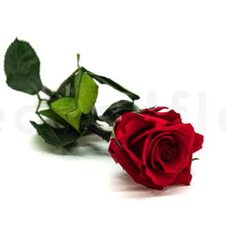 Roses on stem jumbled 30cm Stabilized - 25 Units - Red