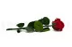 Rose stabilis&eacute;e sur tige 30 cm Rouge (x25) 8