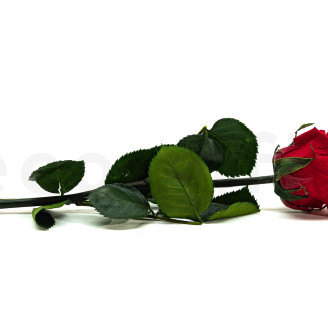 Roses on stem jumbled 30cm Stabilized - 25 Units - Red