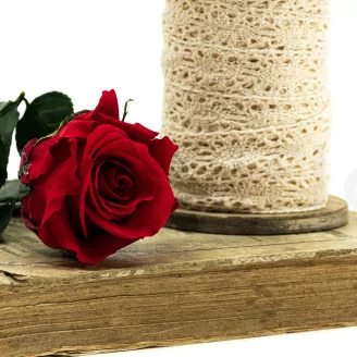 Konservierte Rose mit 30 cm Stiel Rot (x25)