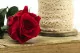 Konservierte Rose mit 30 cm Stiel Rot (x25) 3
