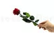 Rose stabilis&eacute;e sur tige 30 cm Rouge (x25) 11