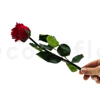 Roses on stem jumbled 30cm Stabilized - 25 Units - Red