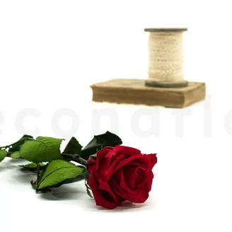 Rosa stabilizzata con stelo 30 cm Rosso (x25)
