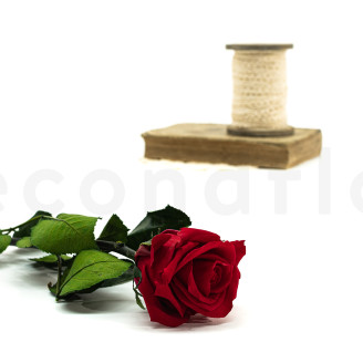 Roses on stem jumbled 30cm Preserved - 25 Units - Red