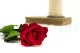 Konservierte Rose mit 30 cm Stiel Rot (x25) 13