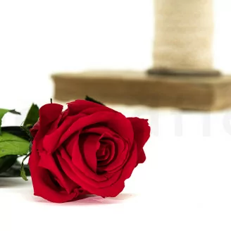 Preserved Rose on stem 30 cm Red (x25)