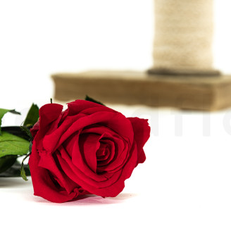 Rose mit St&auml;ngel Bulk 30 cm Konserviert - 25 St&uuml;ck - Rot