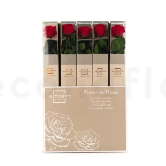 Konservierte Rose mit 50 cm Stiel Rot - Einzelne Geschenkbox (x20)
