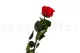 Rosa stabilizzata con stelo 50 cm Rosso - Scatola regalo individuale (x20) 7