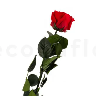 Konservierte Rose mit 50 cm Stiel Rot - Einzelne Geschenkbox (x20)