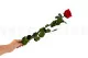 Konservierte Rose mit 50 cm Stiel Rot - Einzelne Geschenkbox (x20) 3