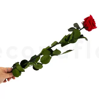 Konservierte Rose mit 50 cm Stiel Rot - Einzelne Geschenkbox (x20)