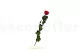 Rosa stabilizzata con stelo 50 cm Rosso - Scatola regalo individuale (x20) 2