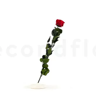 Rose su stelo stabilizzato 50 cm - Gift Box 20 unit&agrave; - Rosso