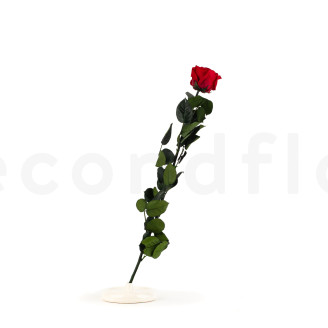 Roses on stem preserved 50cm - Gift Box 20 Units - Red