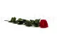 Rosa stabilizzata con stelo 50 cm Rosso - Scatola regalo individuale (x20) 8