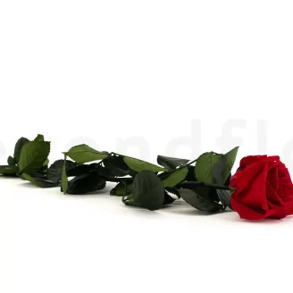 Konservierte Rose mit 50 cm Stiel Rot - Einzelne Geschenkbox (x20)