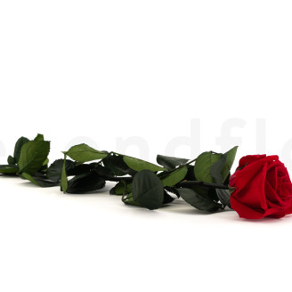 Rose su stelo stabilizzato 50 cm - Gift Box 20 unit&agrave; - Rosso
