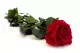 Rosa stabilizzata con stelo 50 cm Rosso - Scatola regalo individuale (x20) 4