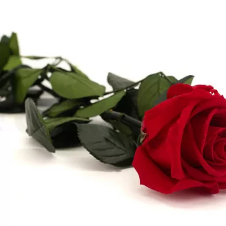 Konservierte Rose mit 50 cm Stiel Rot - Einzelne Geschenkbox (x20)
