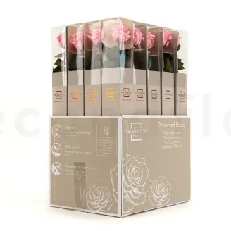 Preserved Rose on stem 50 cm Pastel Pink - Individual Gift Box (x20)