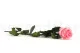 Rosa preservada con tallo 50 cm Rosa Pastel - Caja regalo individual (x20) 6