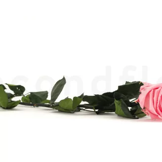 Rosa stabilizzata con stelo 50 cm Rosa Pastello - Scatola regalo individuale (x20)