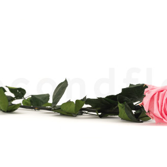 Rose su stelo preservato 50 cm - Gift Box 20 unit&agrave; - Rosa chiaro