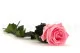 Preserved Rose on stem 50 cm Pastel Pink - Individual Gift Box (x20) 8
