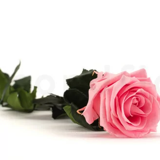 Konservierte Rose mit 50 cm Stiel Pastellrosa - Einzelne Geschenkbox (x20)