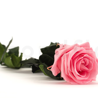 Roses sur tige stabilis&eacute;es 50cm - Gift Box 20 unit&eacute;s - Rose clair