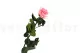 Rosa stabilizzata con stelo 50 cm Rosa Pastello - Scatola regalo individuale (x20) 7