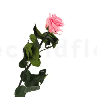 Konservierte Rose mit 50 cm Stiel Pastellrosa - Einzelne Geschenkbox (x20)