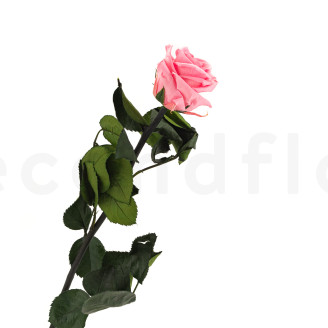 Roses on stem preserved 50cm - Gift Box 20 Units - Light Pink