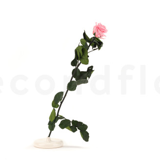 Roses on stem stabilized 50cm - Gift Box 20 Units - Light Pink