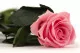 Konservierte Rose mit 50 cm Stiel Pastellrosa - Einzelne Geschenkbox (x20) 4