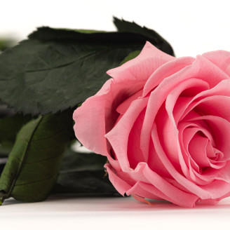 Roses on stem stabilized 50cm - Gift Box 20 Units - Light Pink