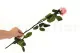 Rose stabilis&eacute;e sur tige 50 cm Rose Pastel - Bo&icirc;te cadeau individuelle (x20) 3